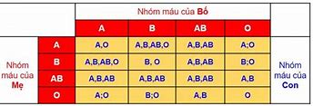 Chồng Nhóm Máu Ab Vợ Nhóm Máu O Sinh Con Nhóm Máu Gì